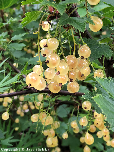 Ribes Rubrum-Ryhm 'Lepaan Valkea', valkoherukka